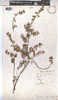 Anisodontea biflora image