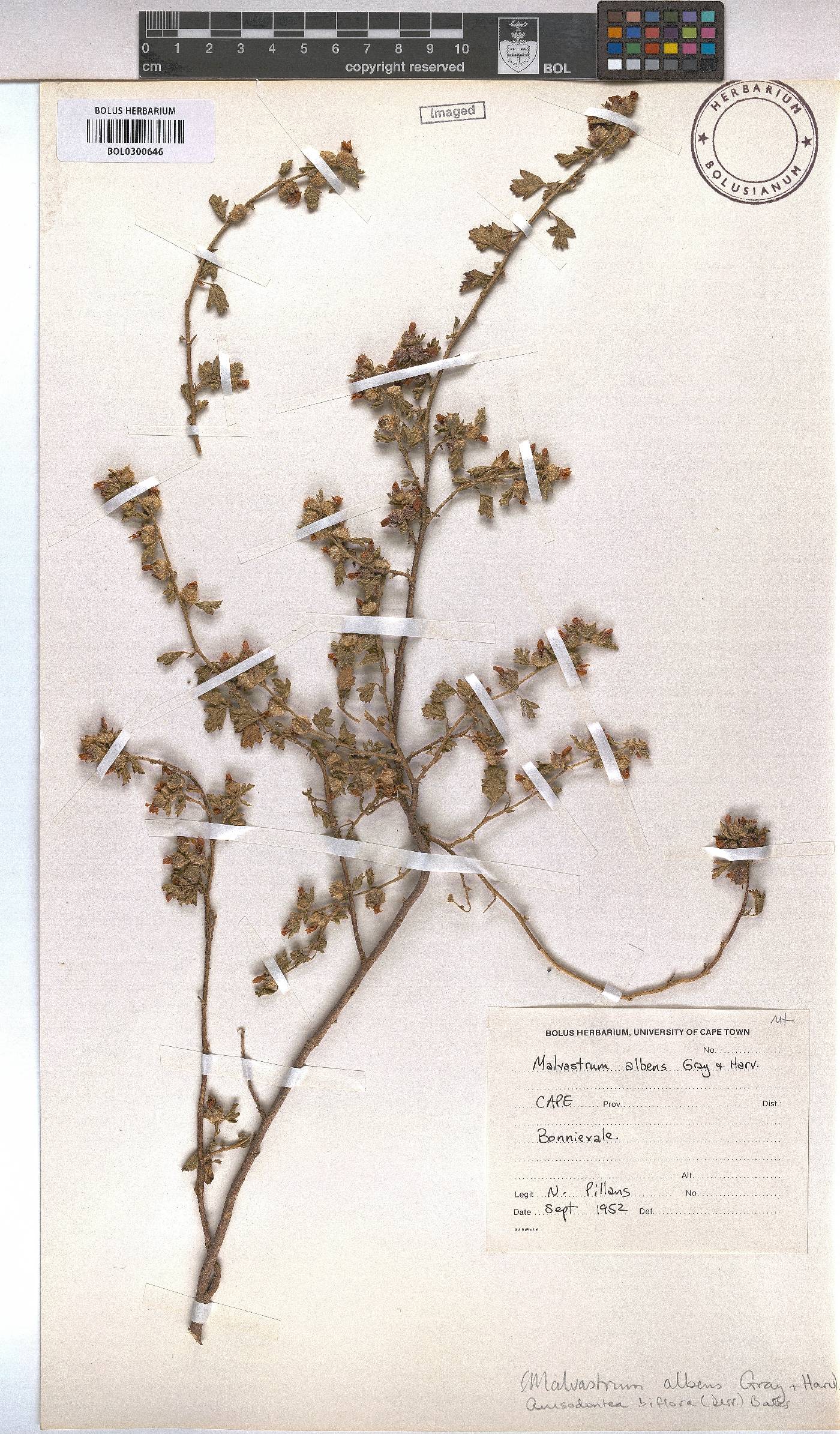 Anisodontea biflora image