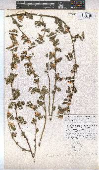 Anisodontea biflora image