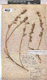 Anisodontea biflora image