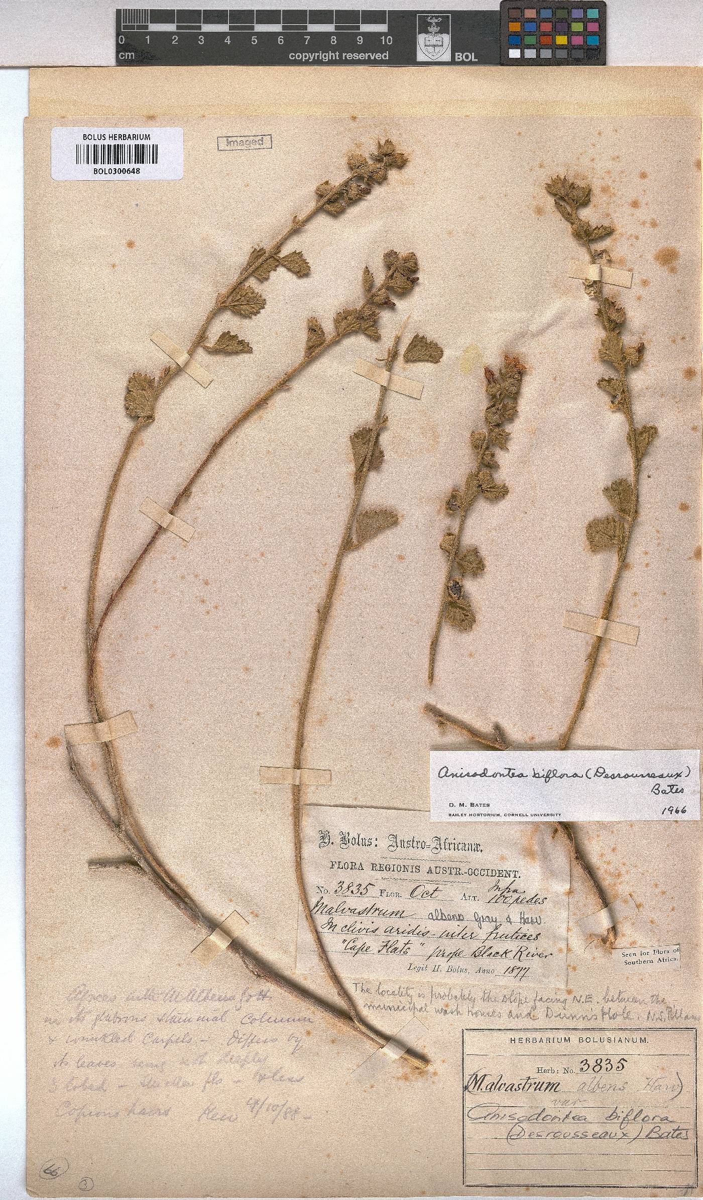 Anisodontea biflora image