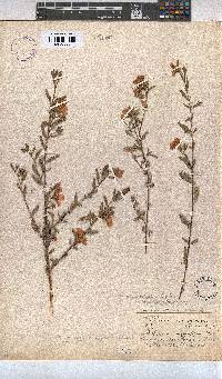 Anisodontea capensis image