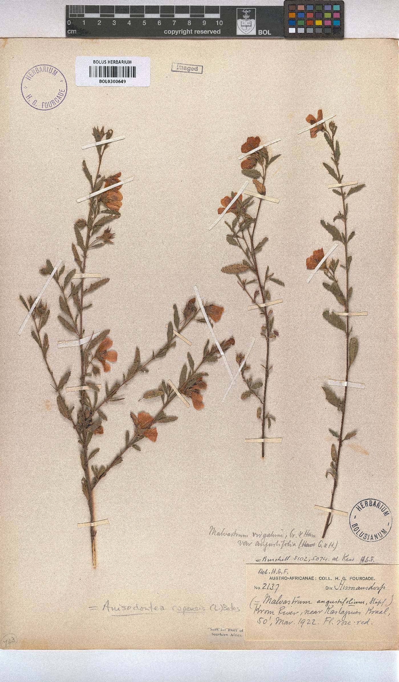 Anisodontea capensis image