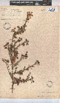 Anisodontea capensis image