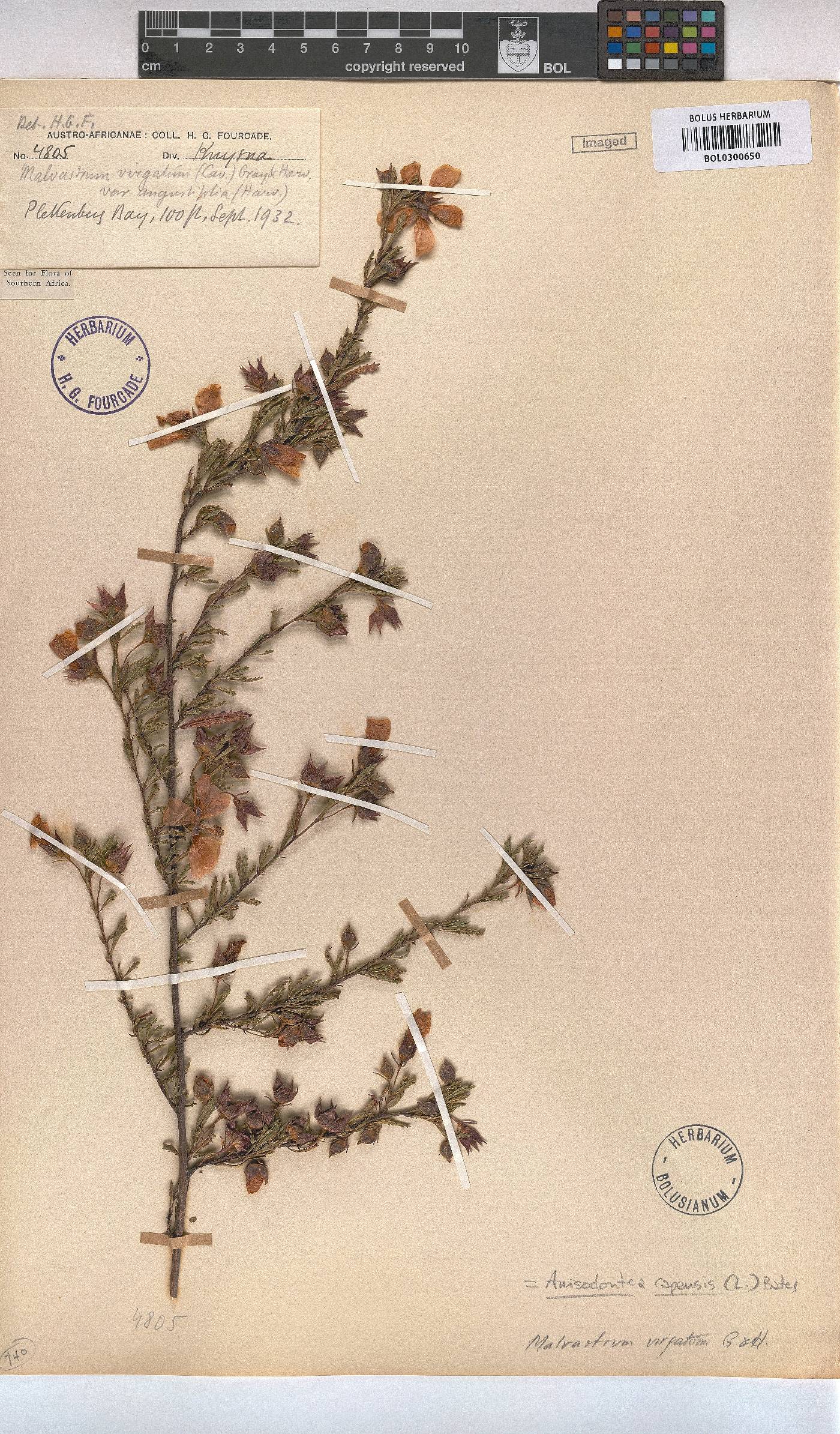 Anisodontea capensis image