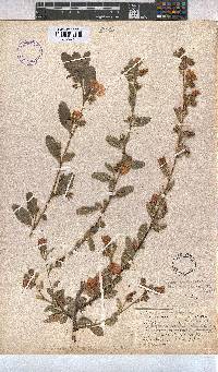 Anisodontea capensis image