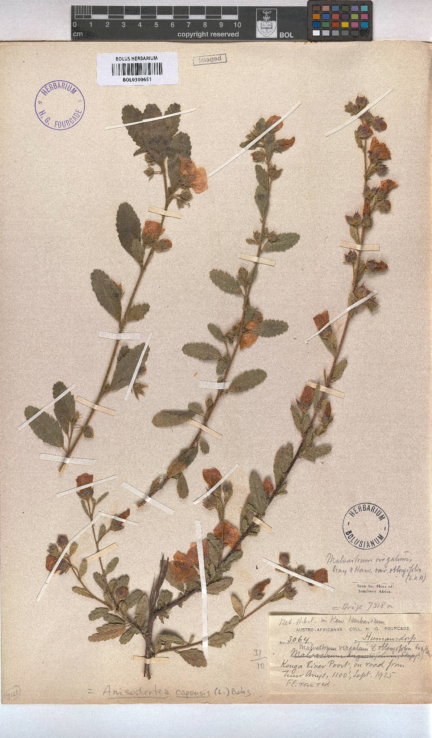 Anisodontea capensis image