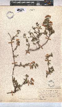 Anisodontea capensis image