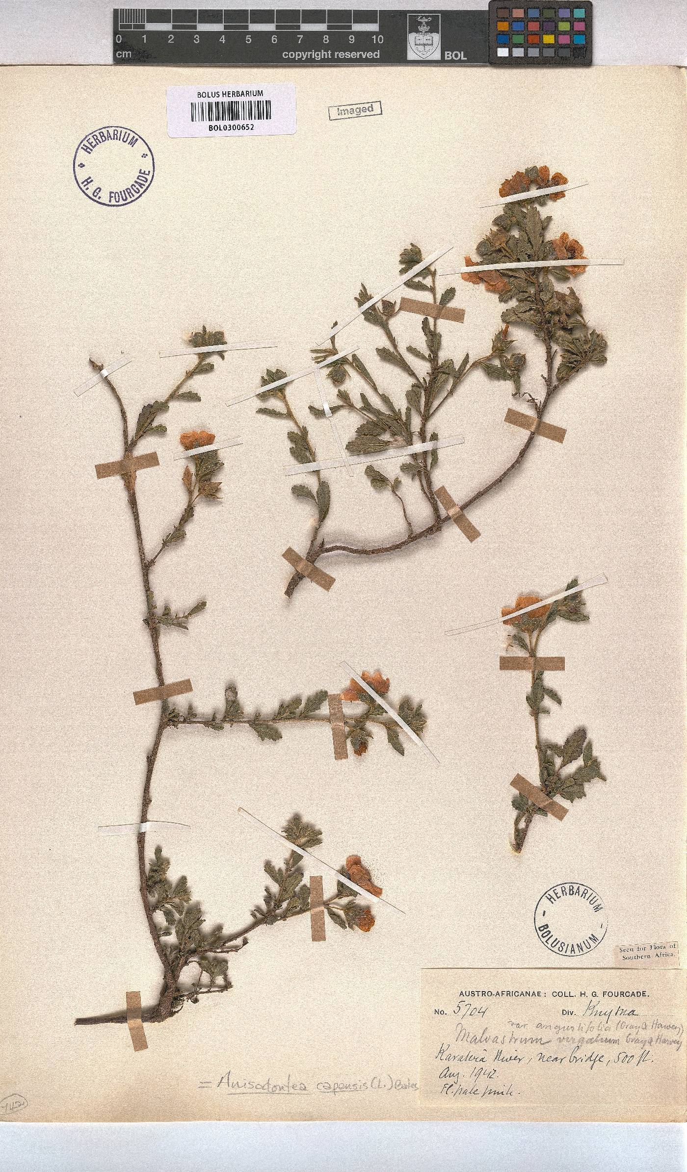 Anisodontea capensis image