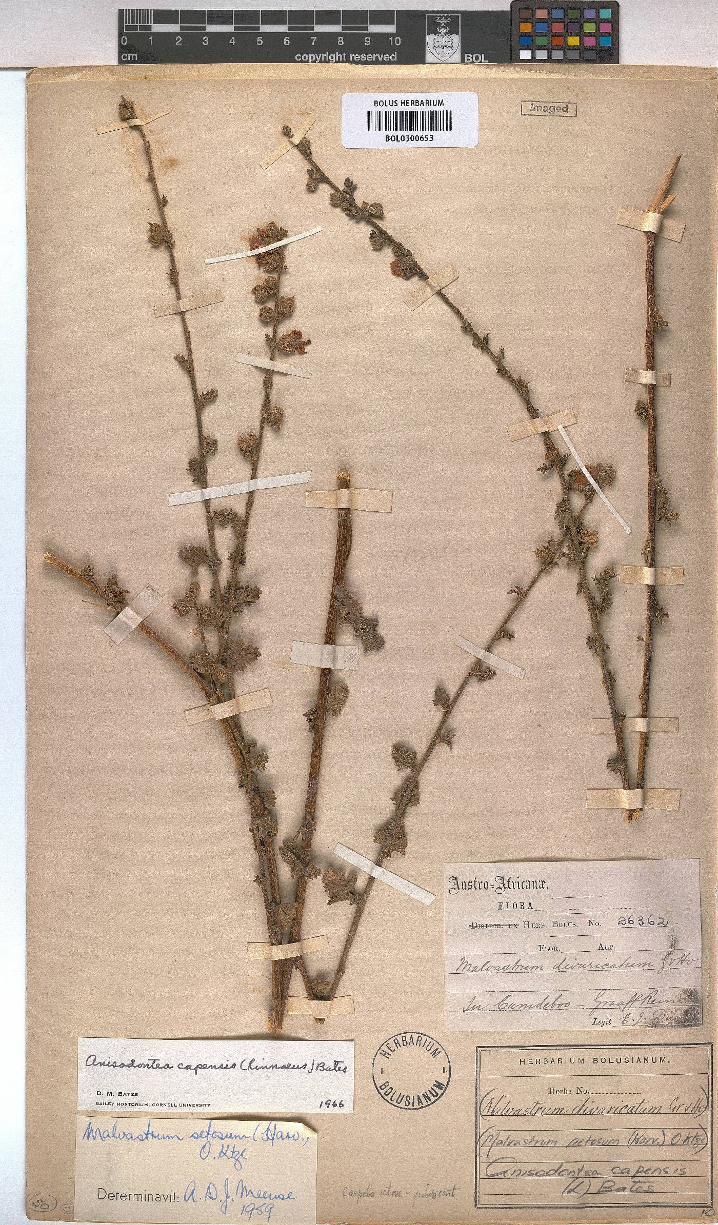 Anisodontea capensis image