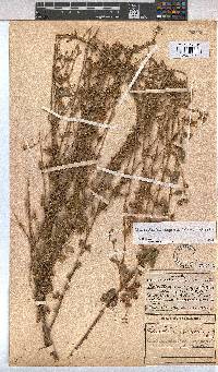 Anisodontea capensis image