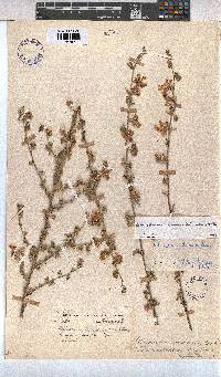 Anisodontea capensis image