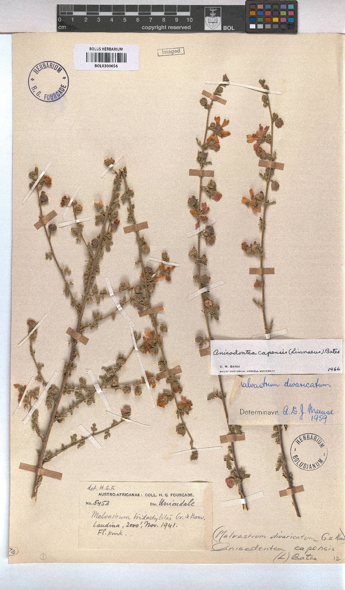 Anisodontea capensis image