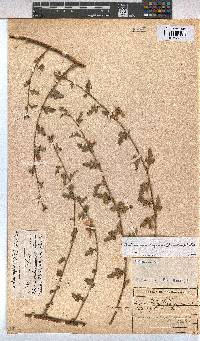 Anisodontea capensis image
