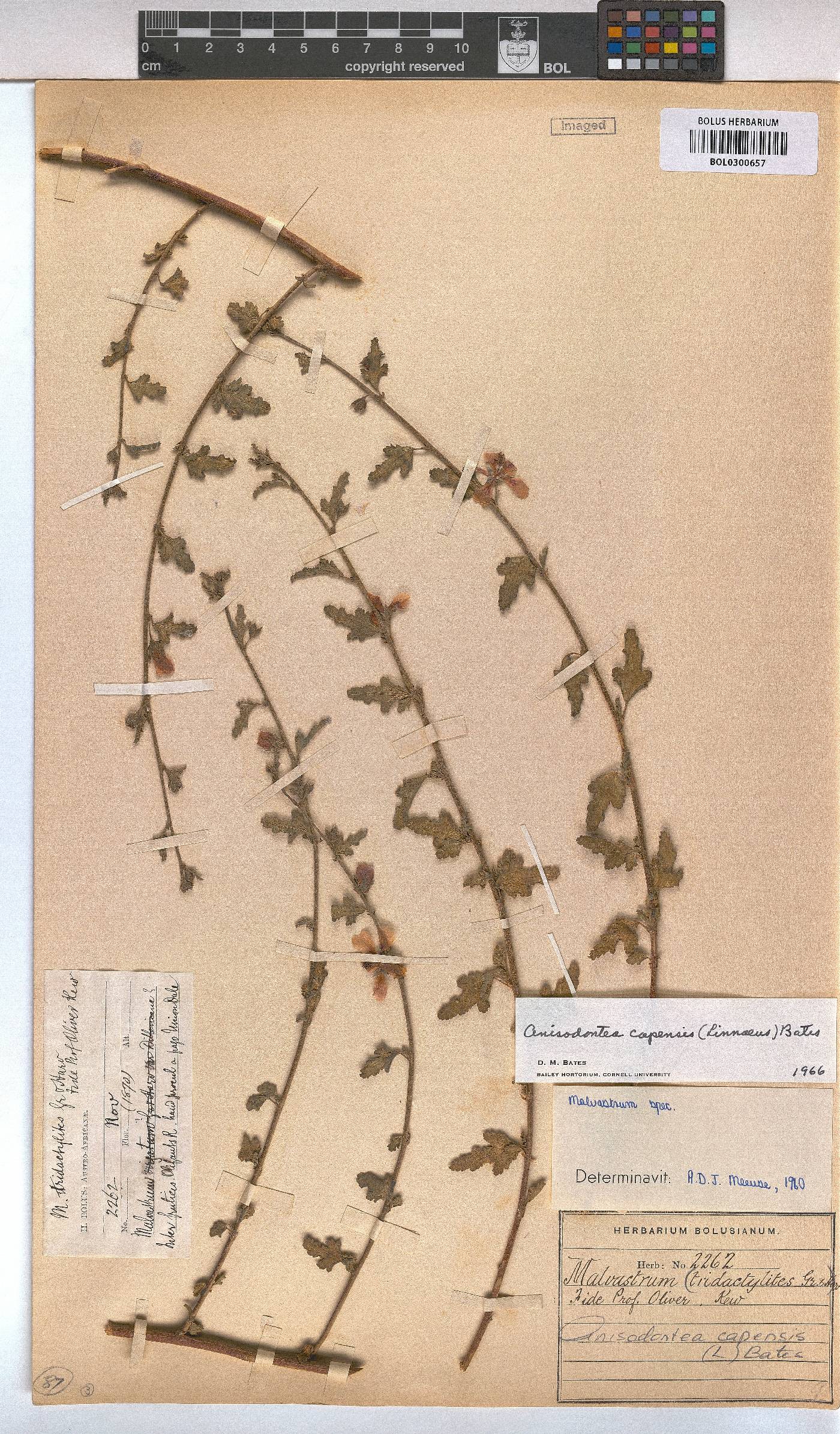 Anisodontea capensis image
