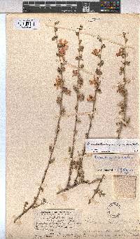 Anisodontea capensis image