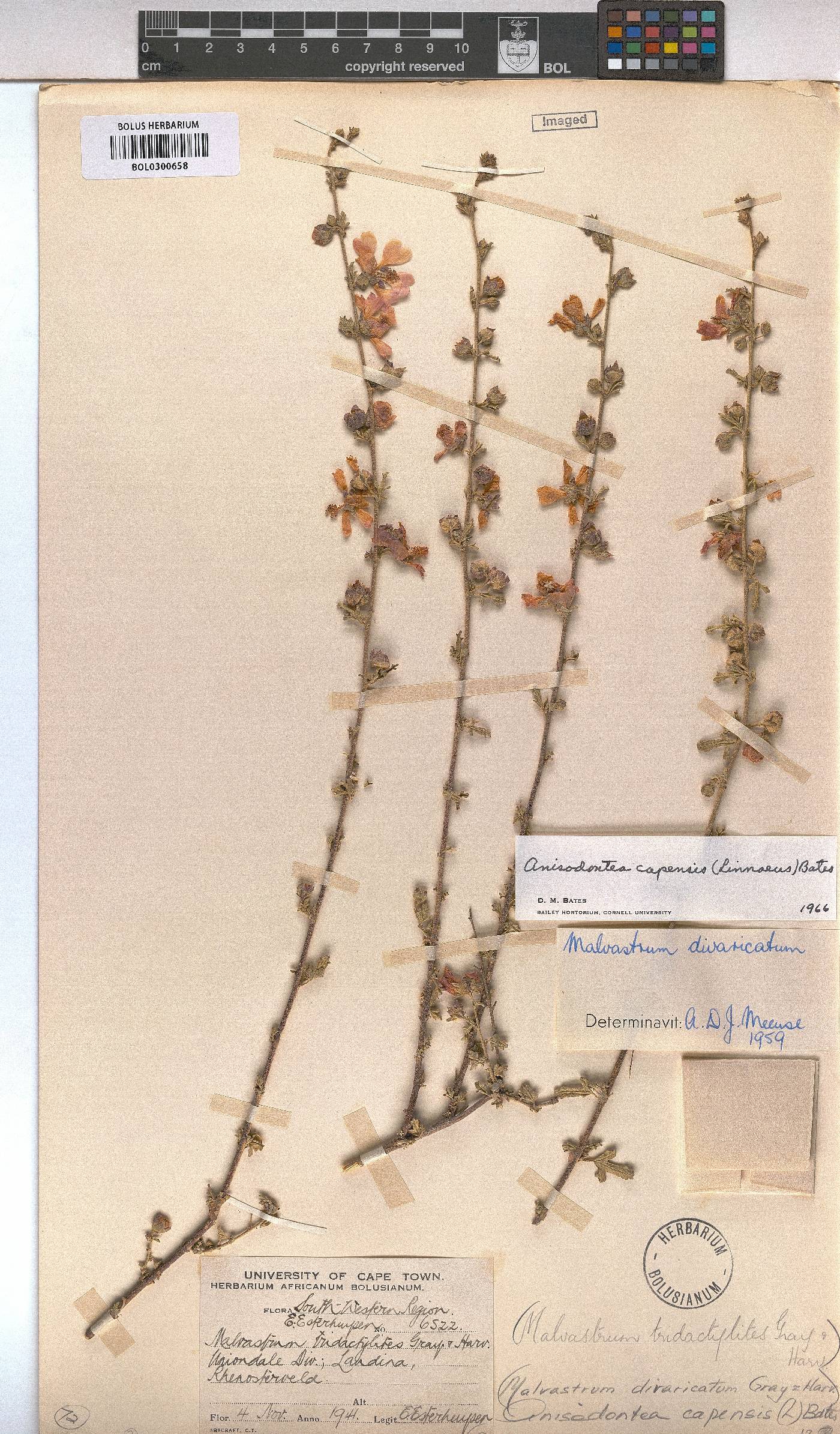 Anisodontea capensis image