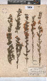 Anisodontea capensis image