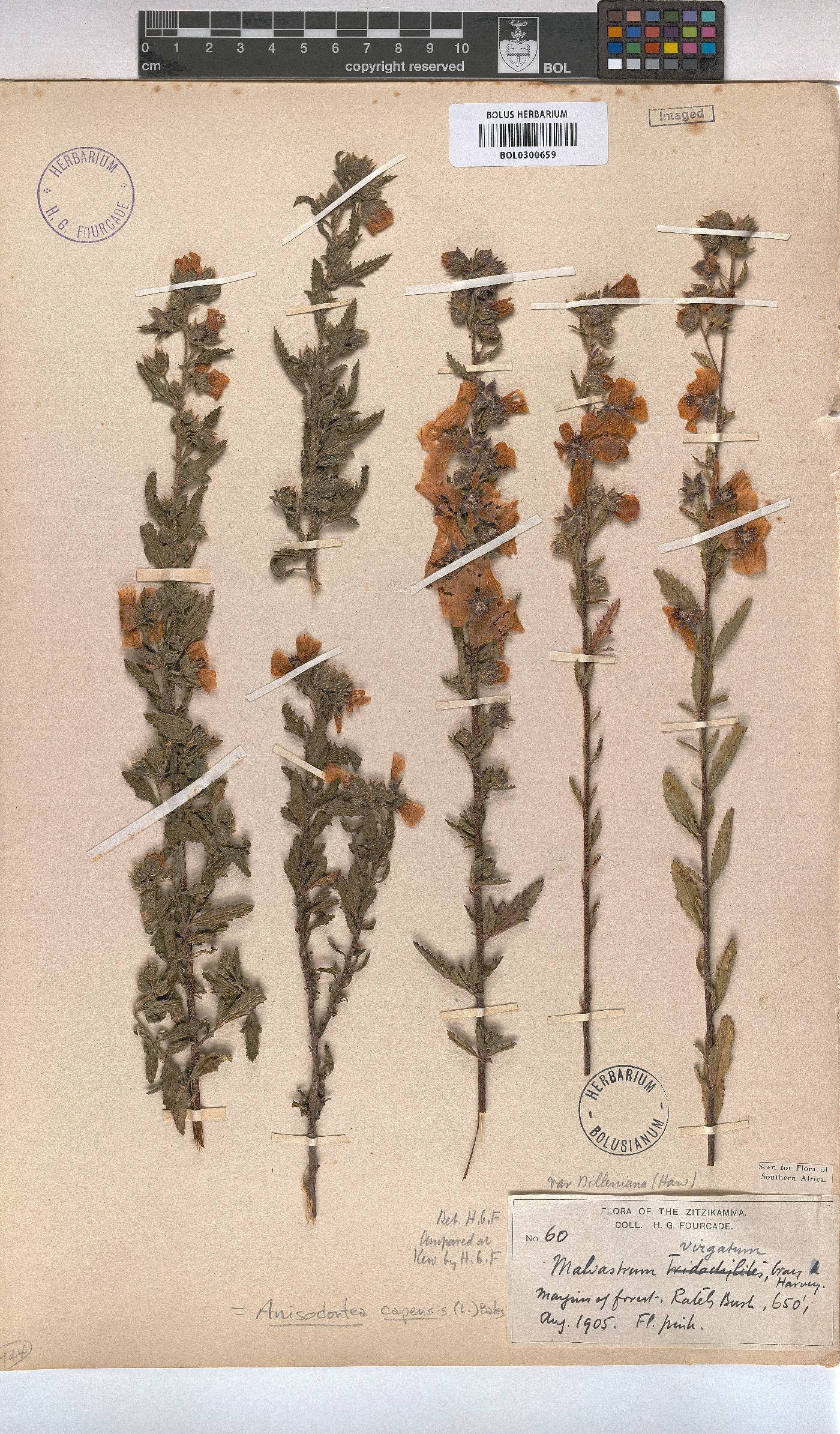 Anisodontea capensis image