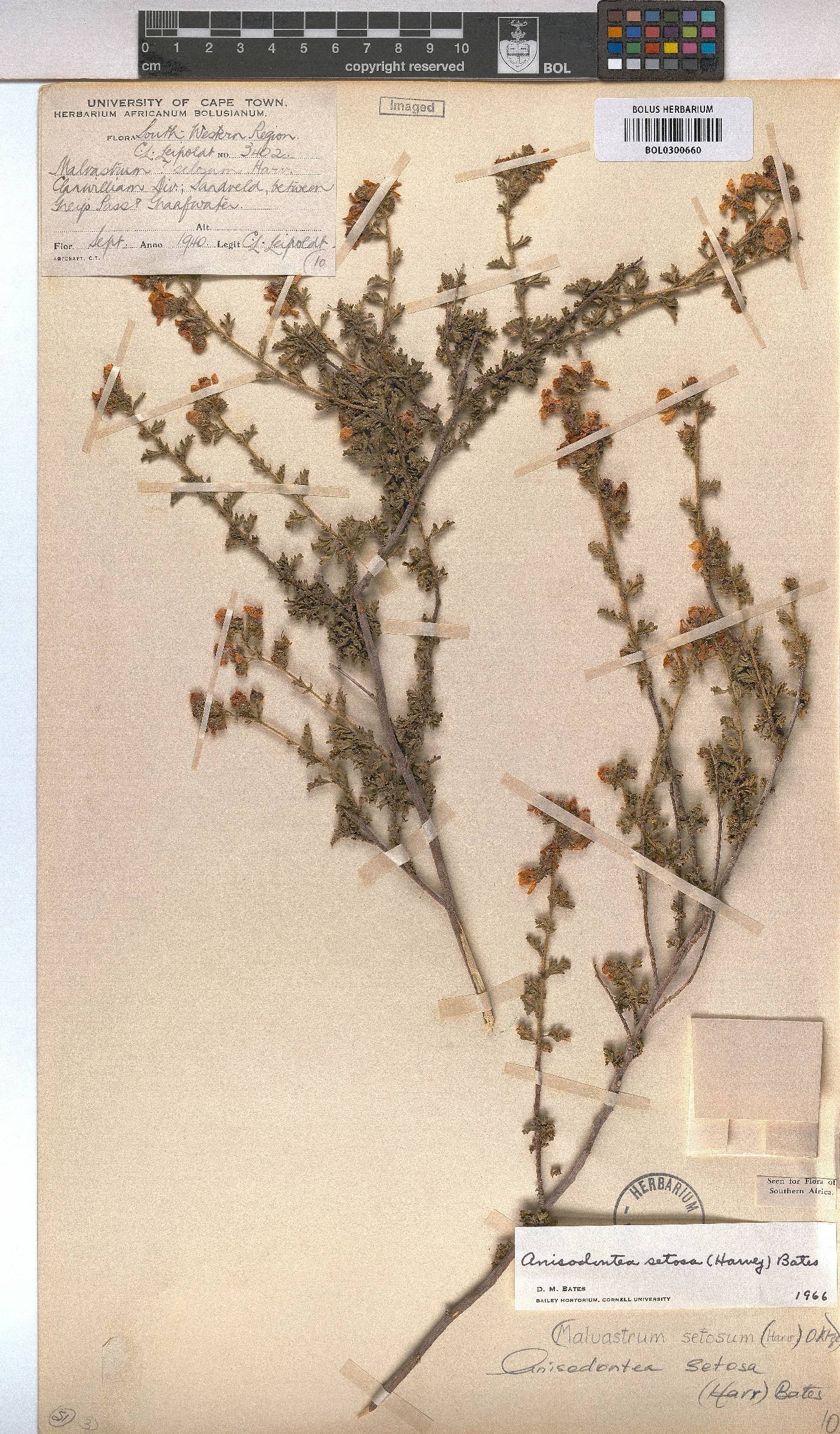 Anisodontea setosa image