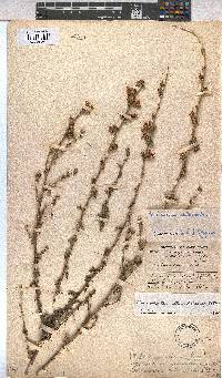 Anisodontea setosa image