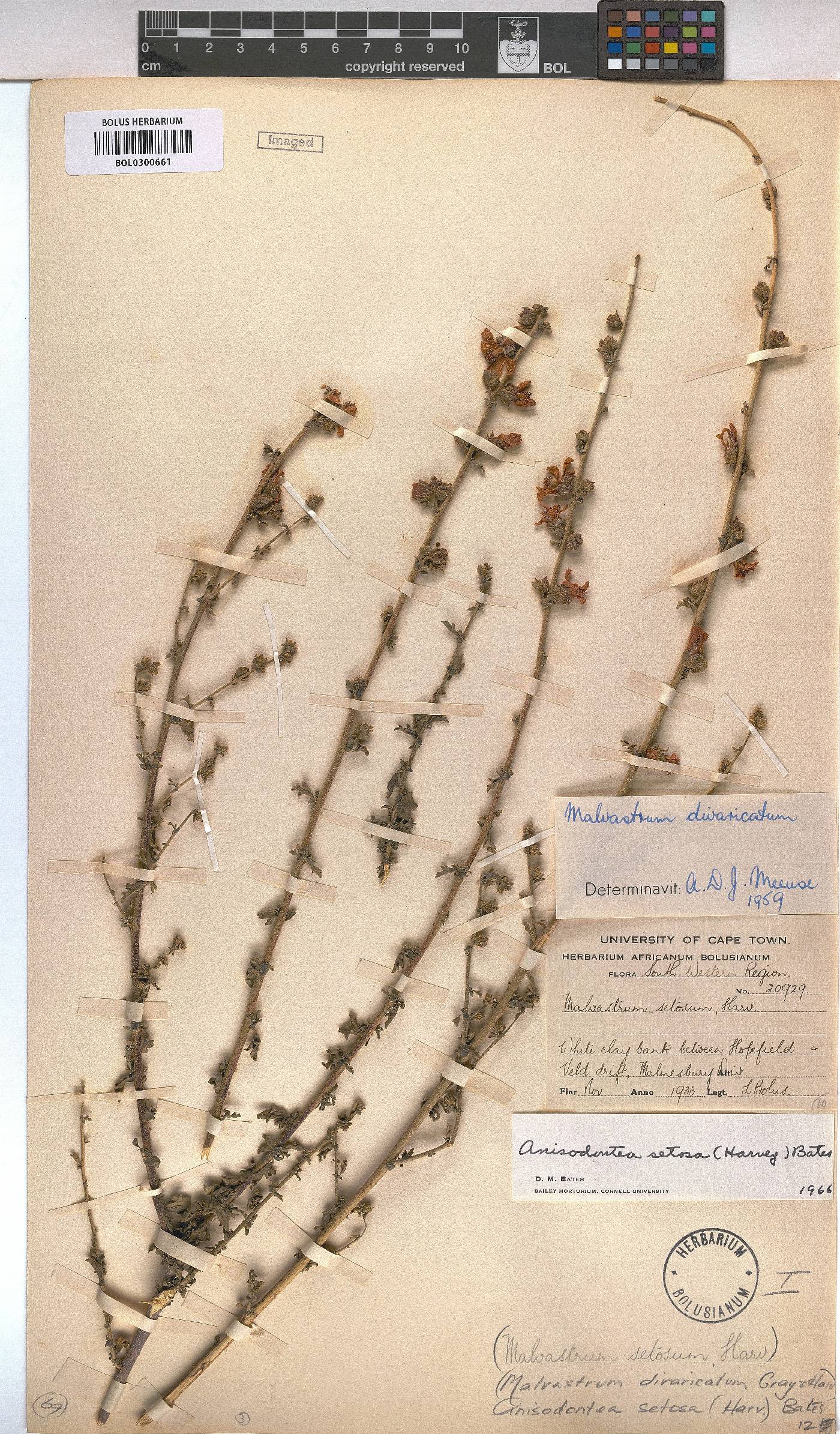 Anisodontea setosa image