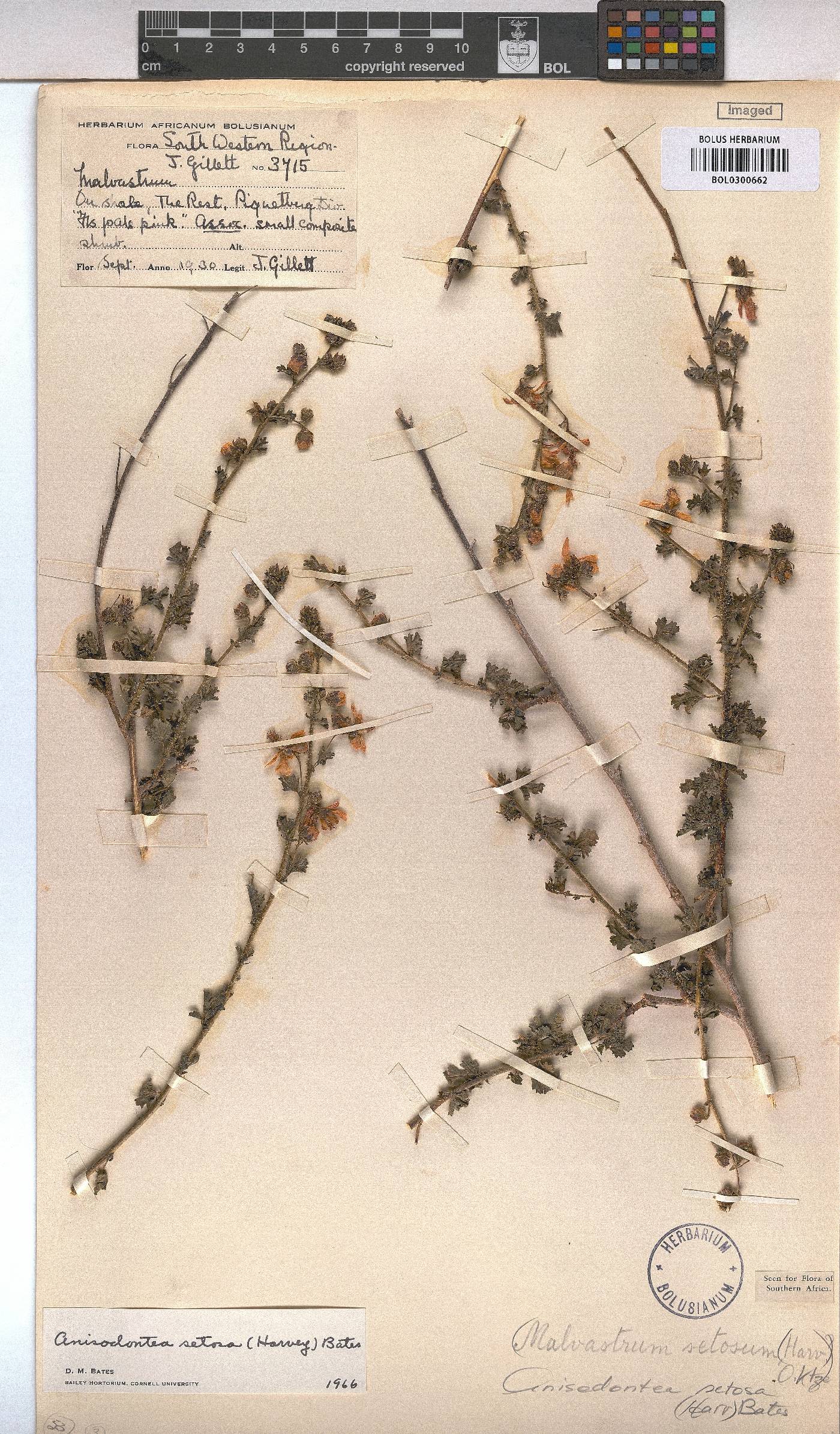 Anisodontea setosa image