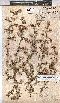 Anisodontea setosa image