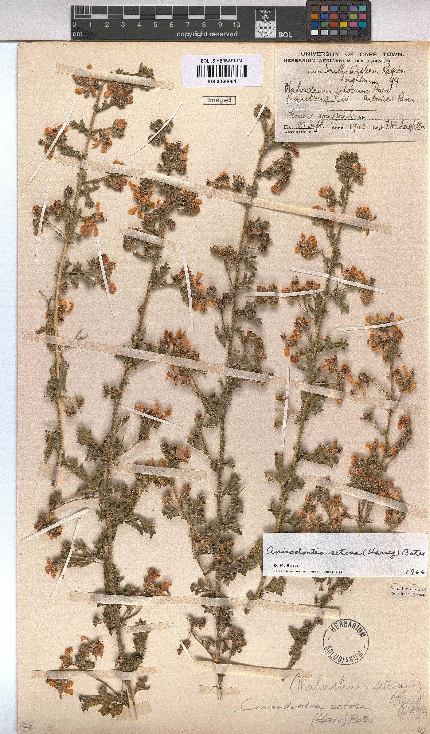 Anisodontea setosa image