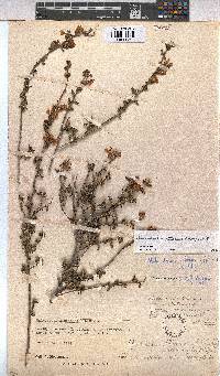 Anisodontea setosa image