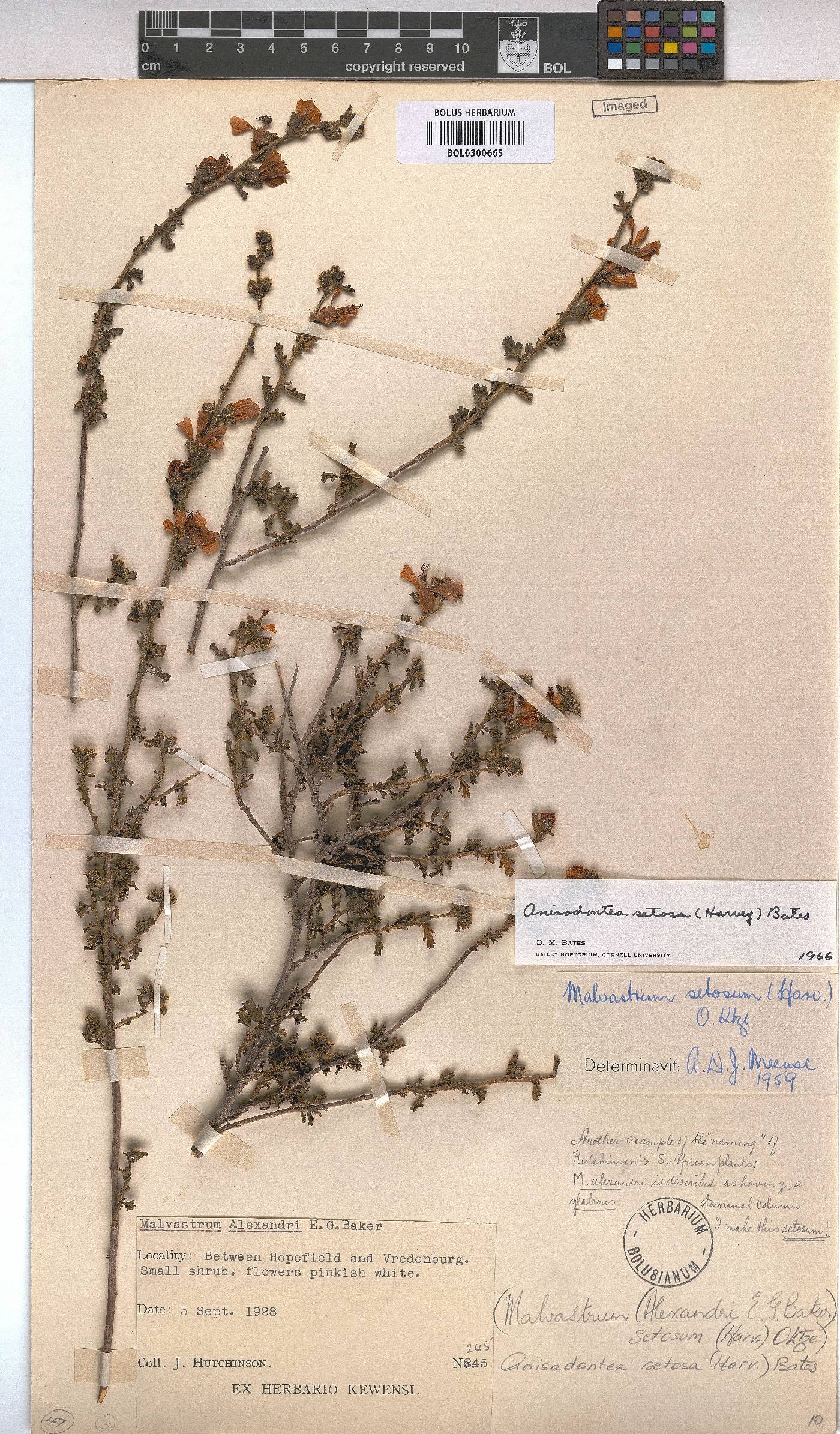 Anisodontea setosa image