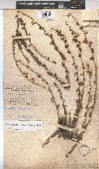 Anisodontea setosa image