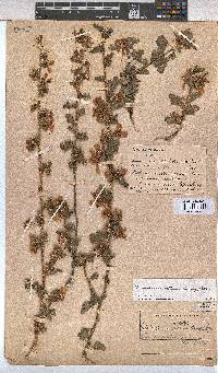 Anisodontea setosa image
