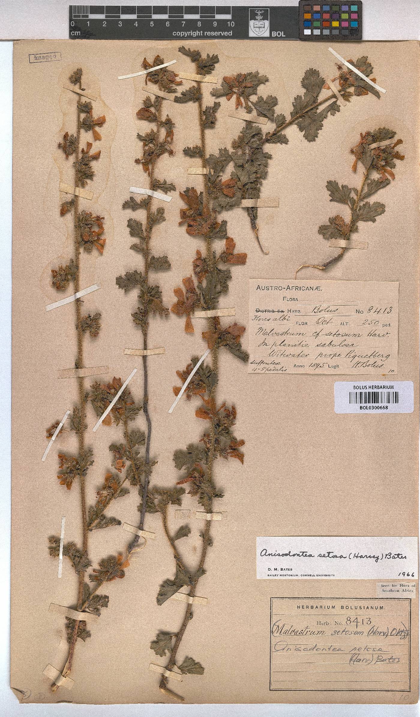 Anisodontea setosa image