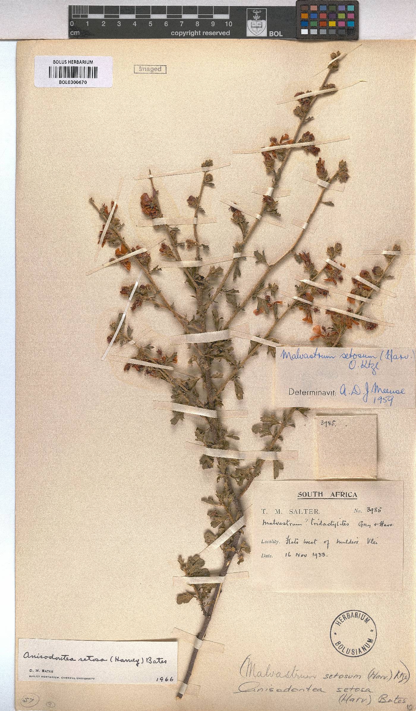 Anisodontea setosa image