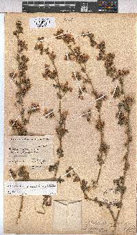 Anisodontea setosa image