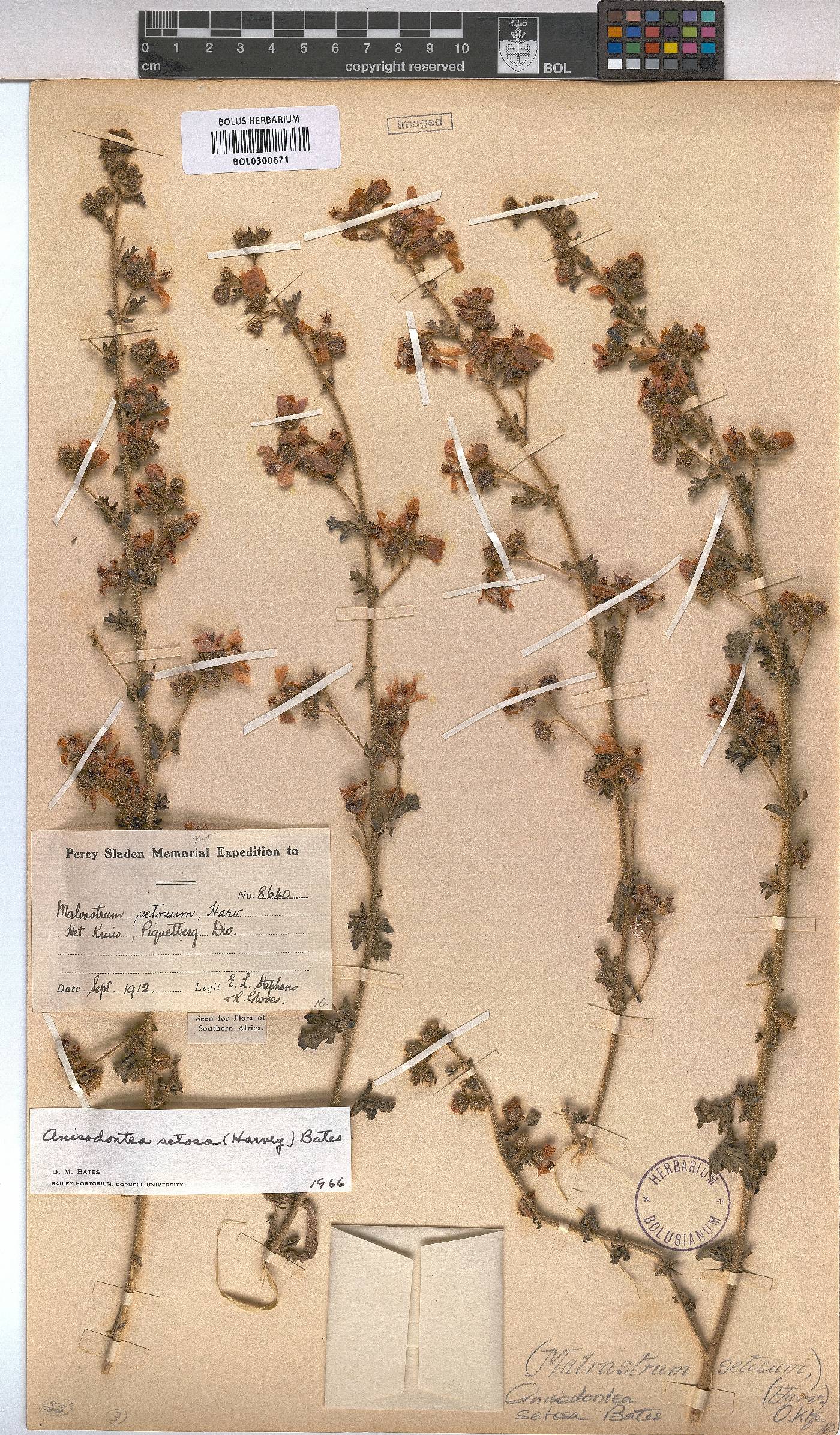 Anisodontea setosa image