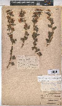 Anisodontea setosa image