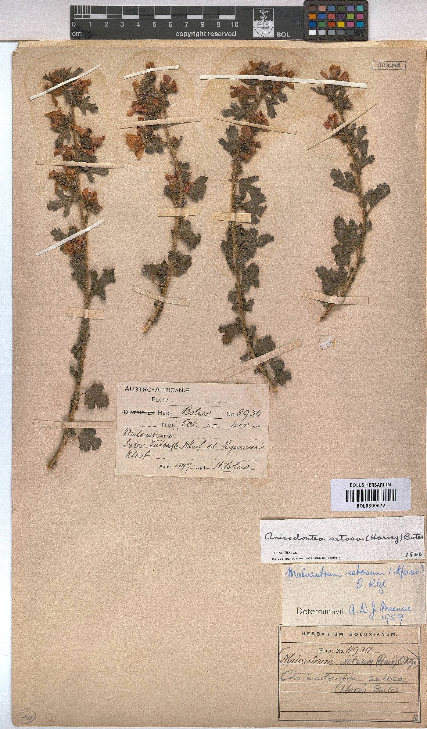 Anisodontea setosa image