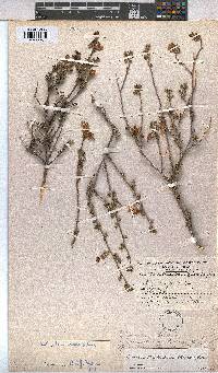 Anisodontea fruticosa image