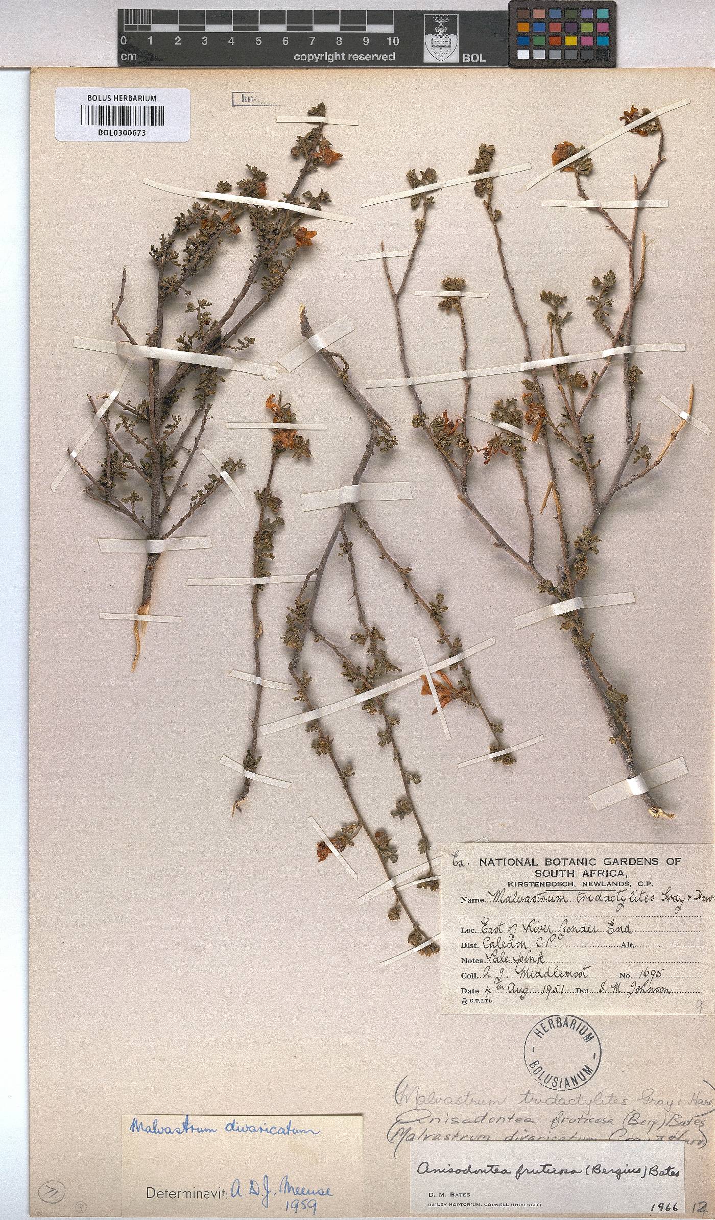 Anisodontea fruticosa image