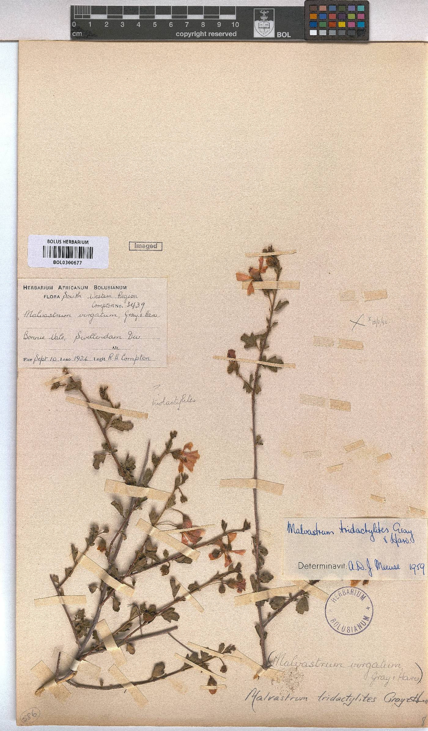 Anisodontea fruticosa image