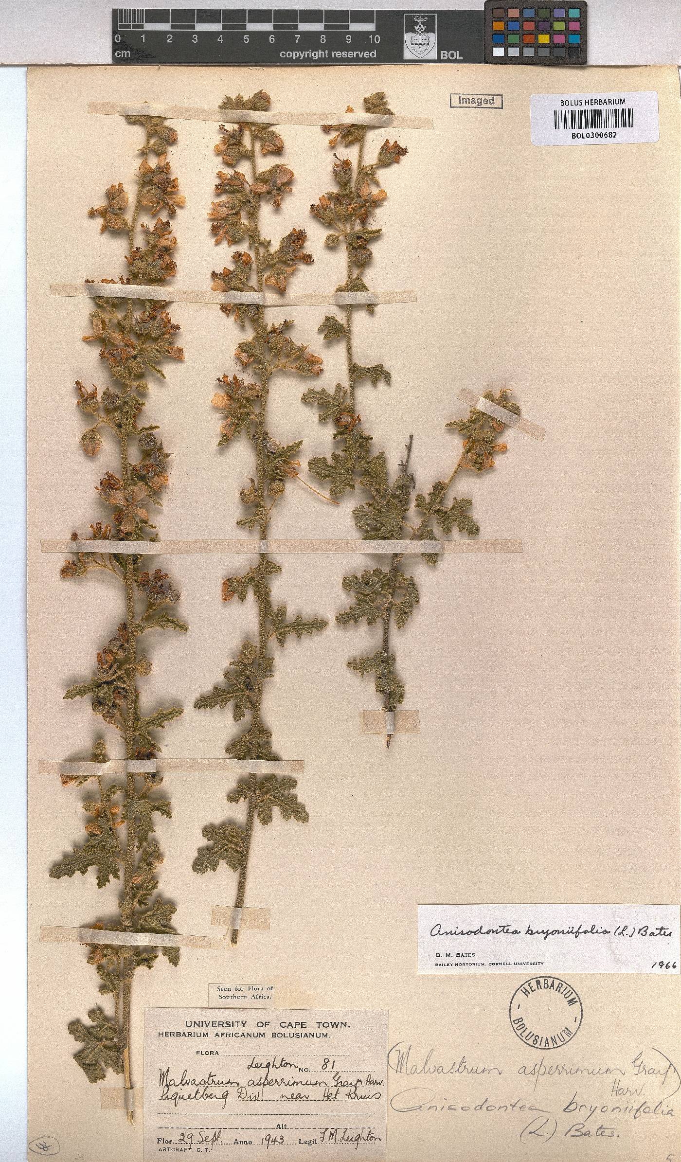 Anisodontea image