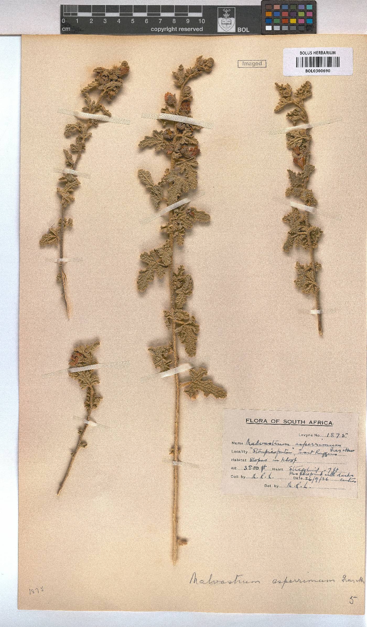 Anisodontea bryoniifolia image