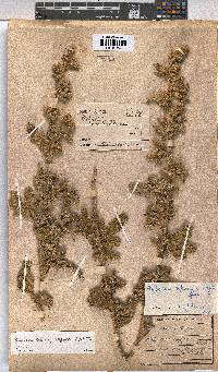 Anisodontea bryoniifolia image