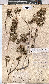 Anisodontea reflexa image