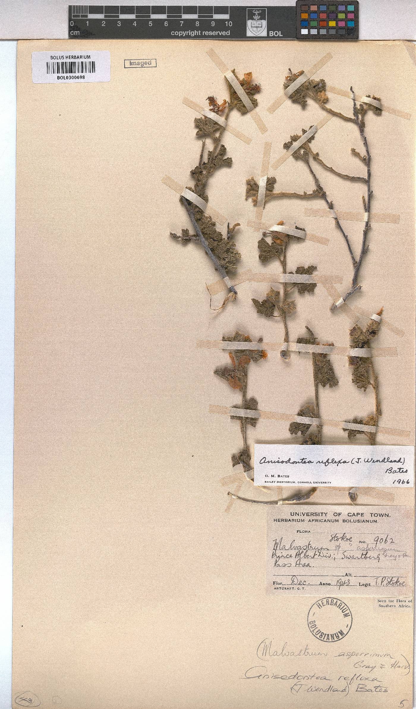 Anisodontea reflexa image