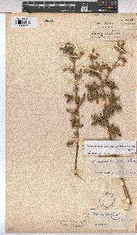 Anisodontea reflexa image