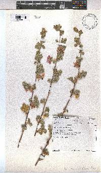 Anisodontea triloba image