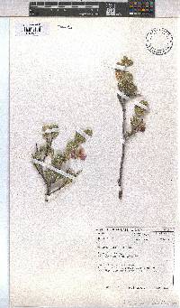 Anisodontea triloba image